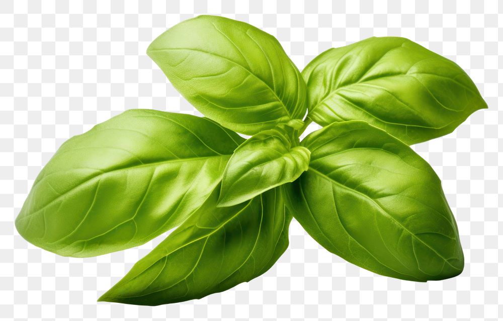 PNG Basil leaves disperse vegetable basil plant. AI generated Image by rawpixel.