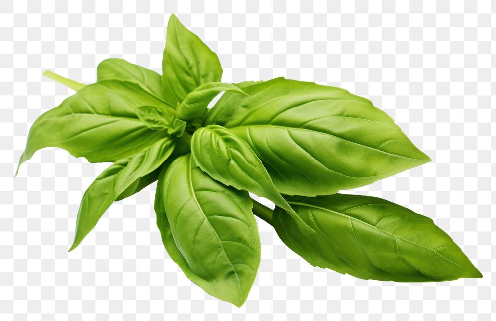 PNG Basil leaves basil plant herbs. AI generated Image by rawpixel.