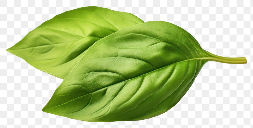 PNG Basil leaves vegetable basil plant. AI generated Image by rawpixel.
