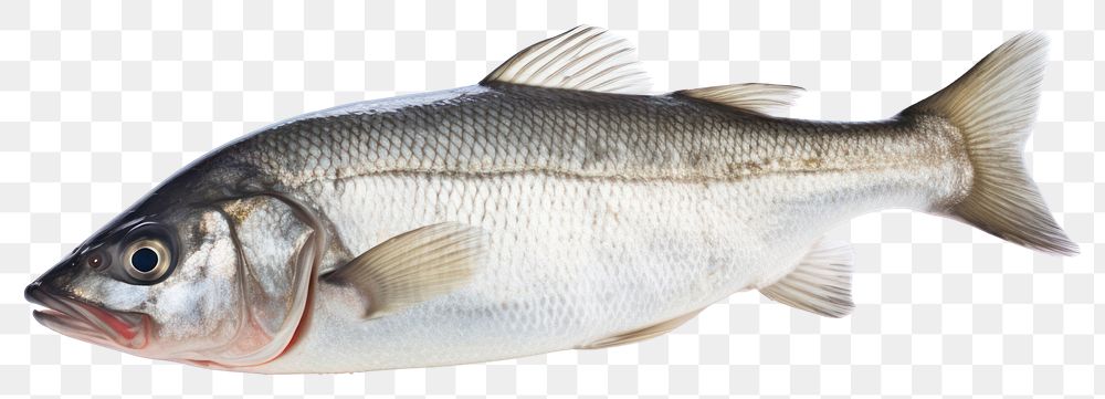 PNG Fresh seabass fish seafood sardine animal. AI generated Image by rawpixel.