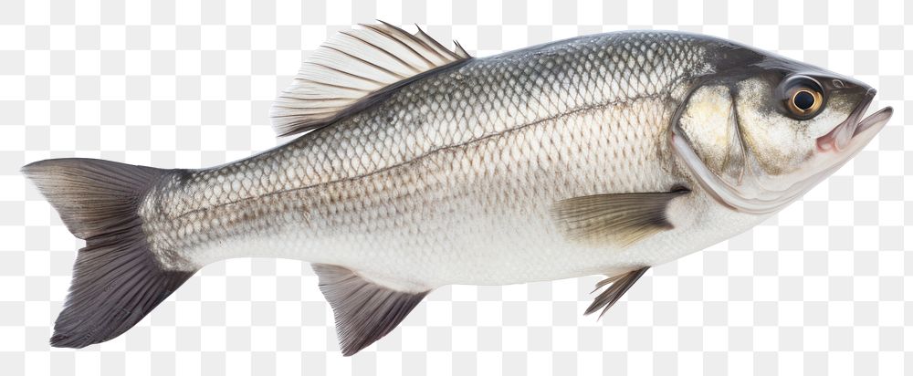 PNG Fresh seabass fish seafood animal white background. AI generated Image by rawpixel.