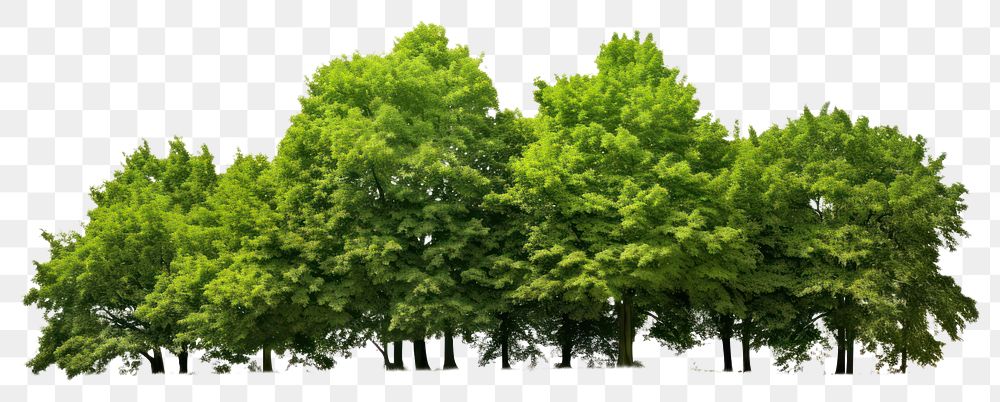 PNG Green Trees forest green tree. AI generated Image by rawpixel.