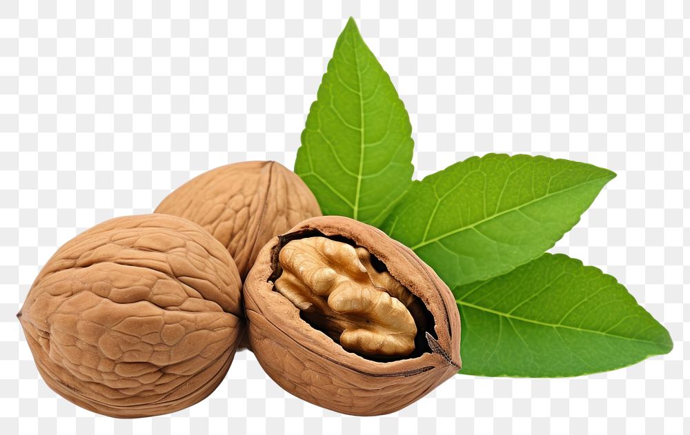 PNG Nut walnut plant food. 