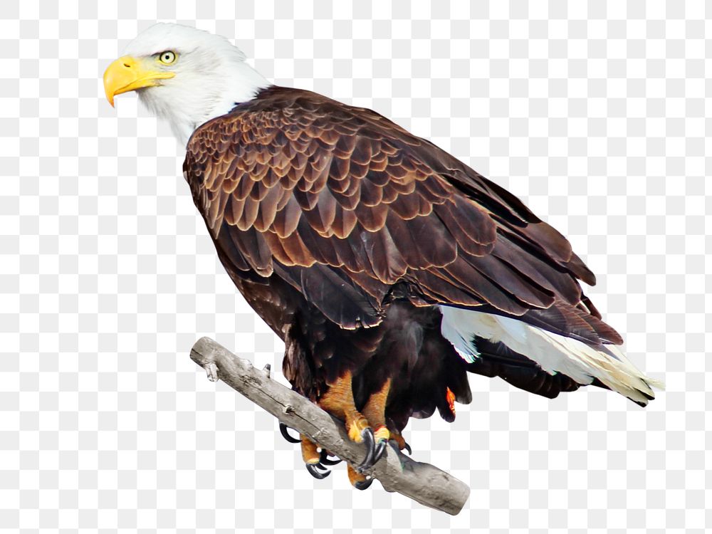 Bald eagle bird png, transparent background