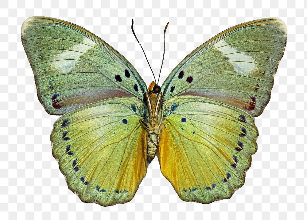 Vintage green butterfly illustration png sticker, transparent background