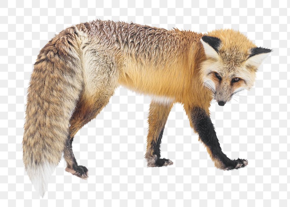 Red fox png animal, transparent background