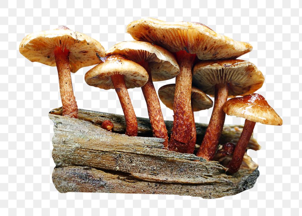 Wild mushroom png, transparent background