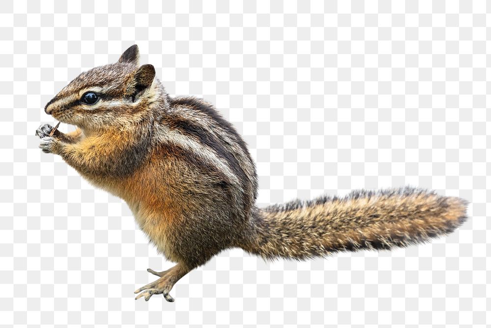 Chipmunk png animal, transparent background | Free PNG - rawpixel