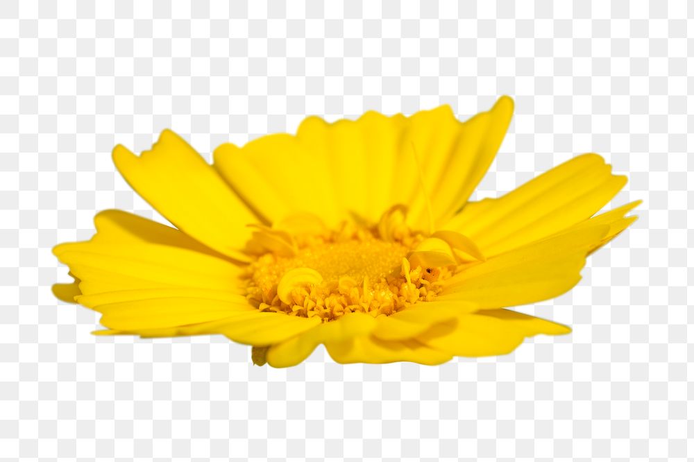Yellow daisy flower png, transparent background