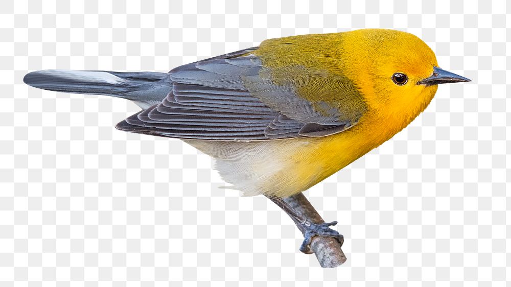 Prothonotary warbler bird png, transparent background