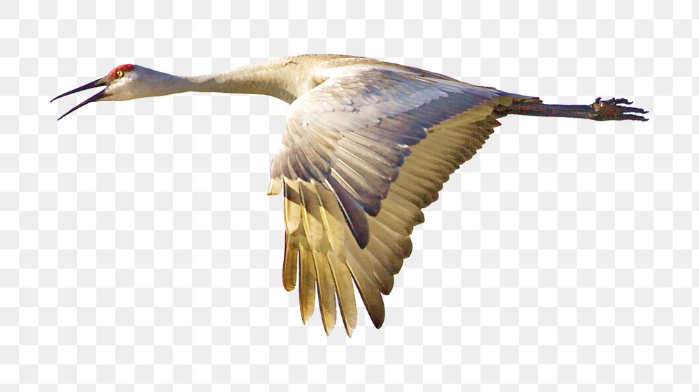 Sandhill cranes flying png sticker, transparent background