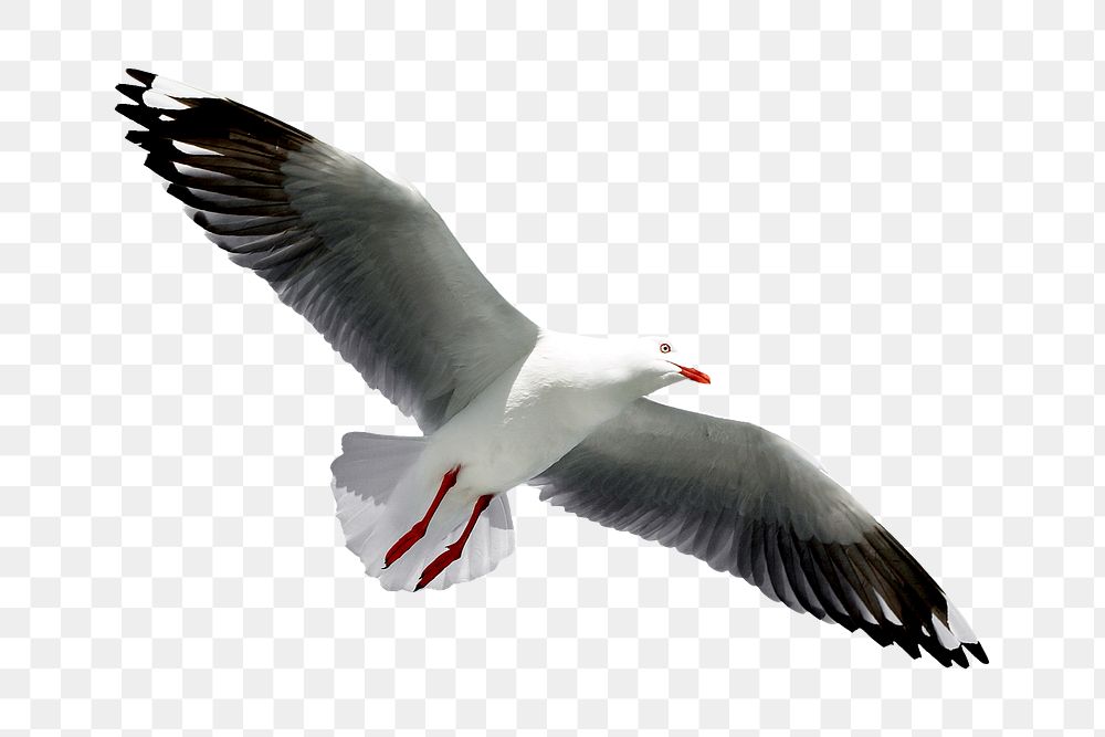 Red-billed gull bird png, transparent background