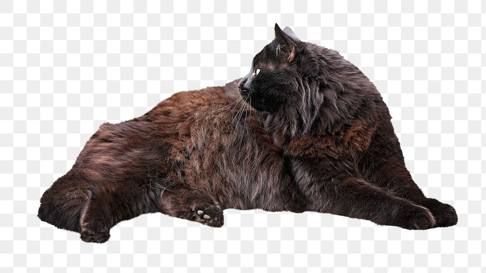 Black Persian cat png animal, transparent background