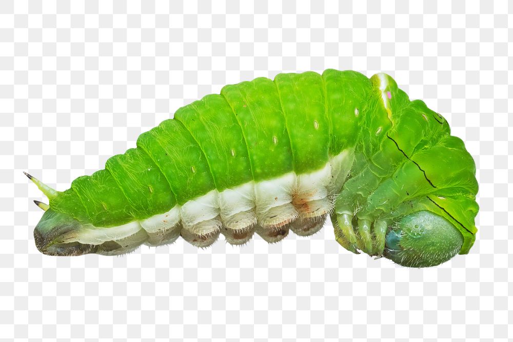 Caterpillar worm png, transparent background