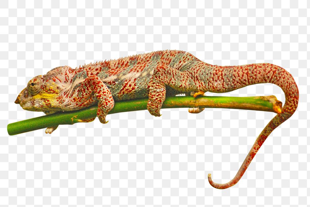 Chameleon png animal, transparent background
