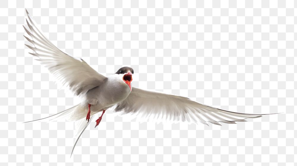 Arctic tern bird png, transparent background