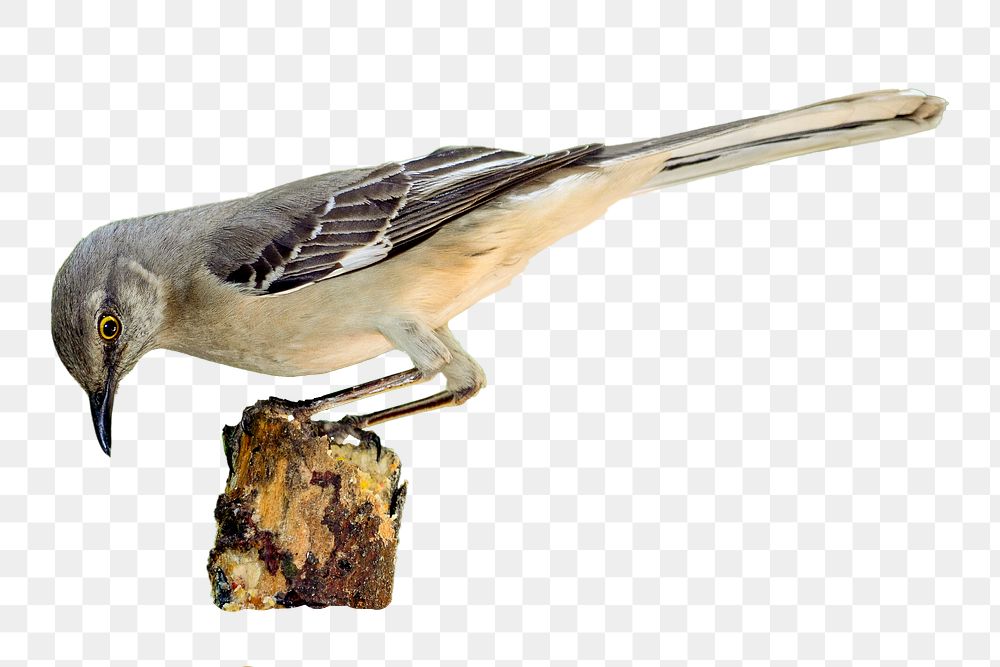 Northern mockingbird png, transparent background