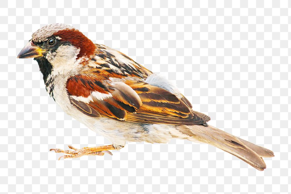 Sparrow bird png, transparent background