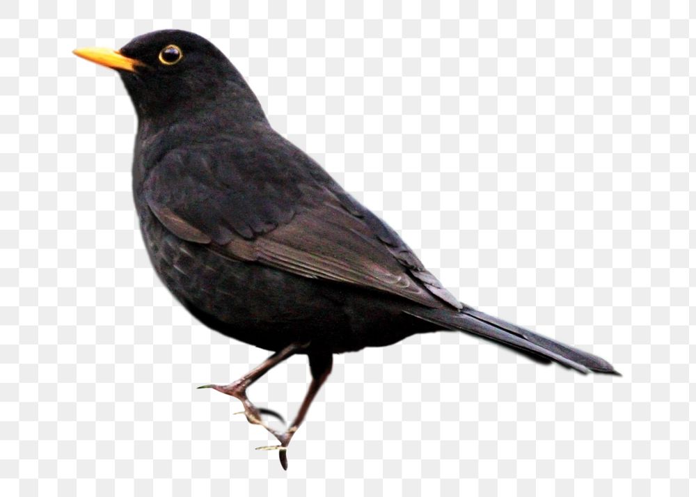 Common blackbird png, transparent background