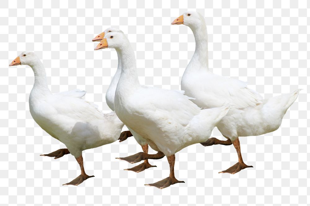 Walking geese png sticker, transparent background