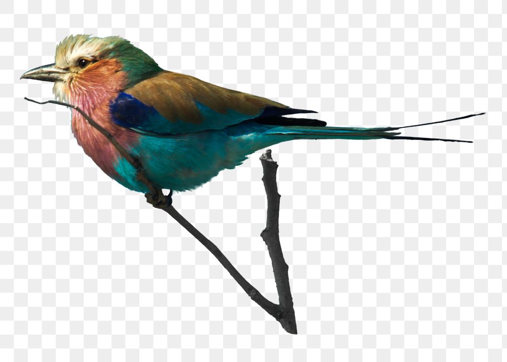 Lilac-breasted roller bird png sticker, transparent background