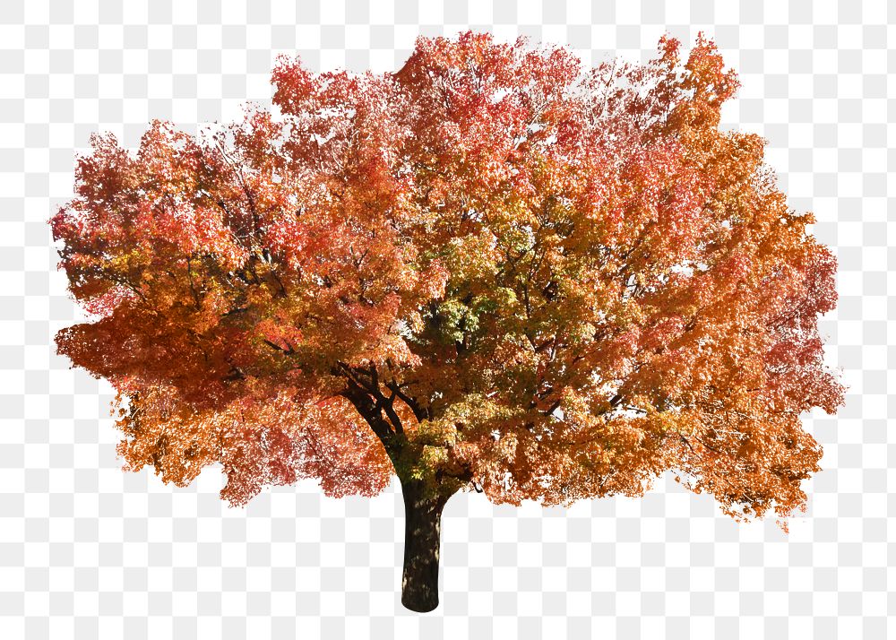 Orange autumn tree png sticker, transparent background