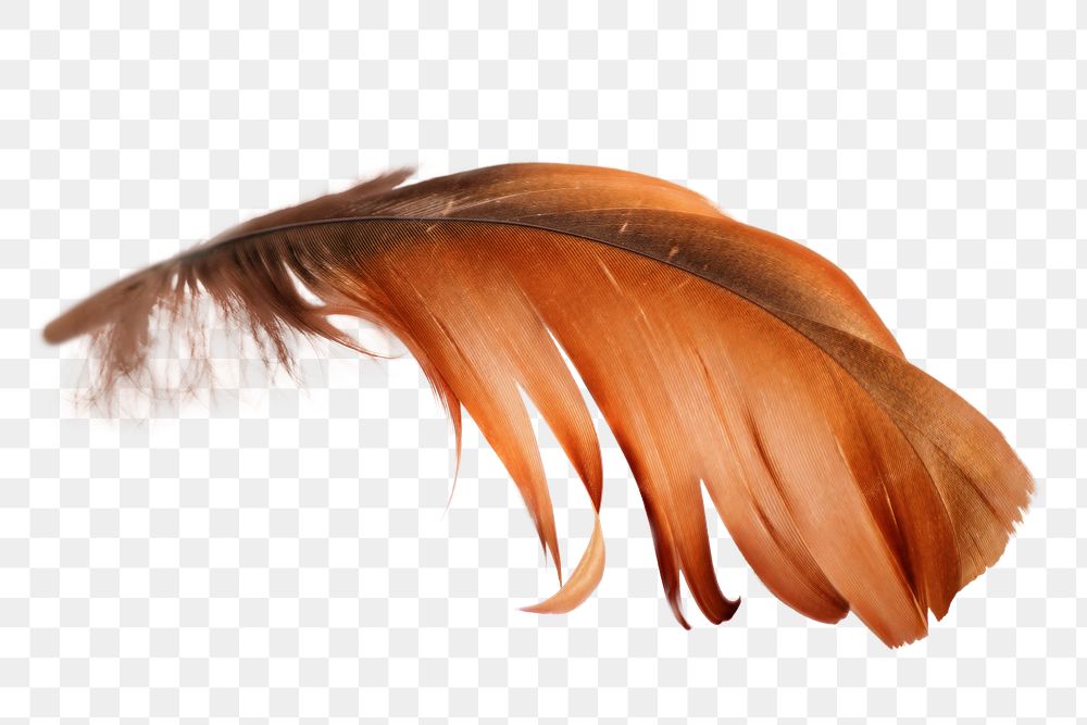 Brown bird feather png, transparent background