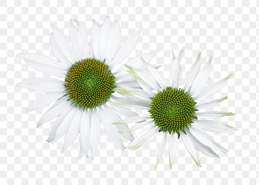 White daisy flower png, transparent background