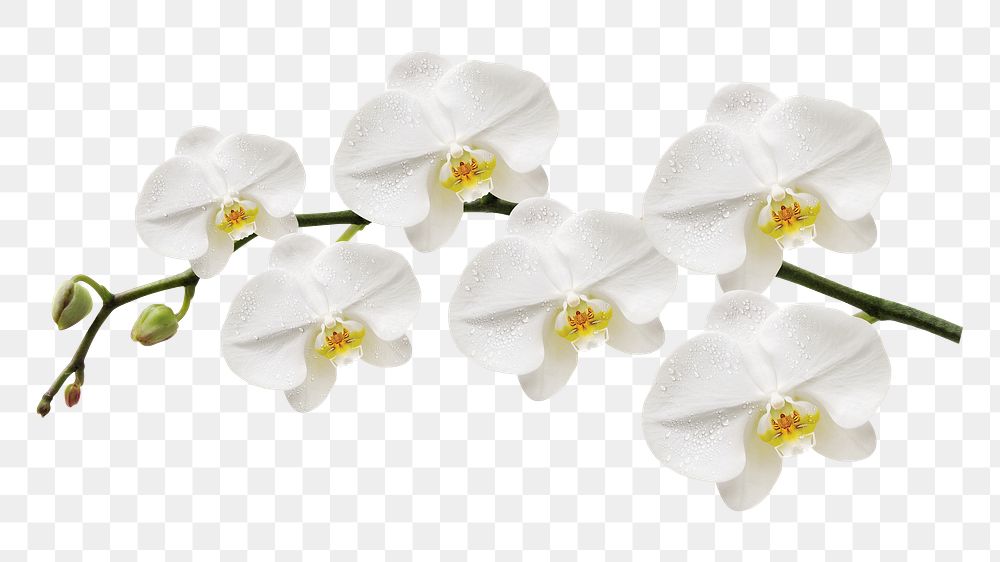 Moth orchid png sticker, transparent background