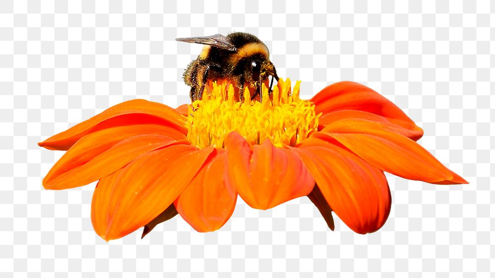 Bumblebee & orange flower png sticker, transparent background