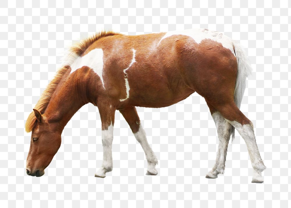 Brown horse png sticker, animal transparent background