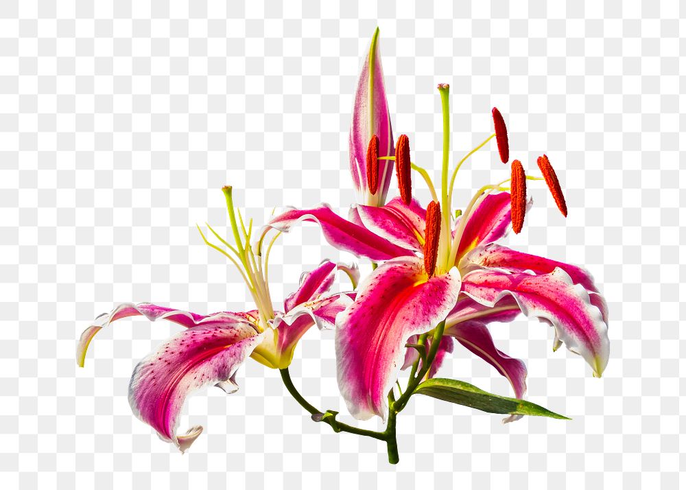 Stargazer lily background. Free public domain CC0 image. png, transparent background