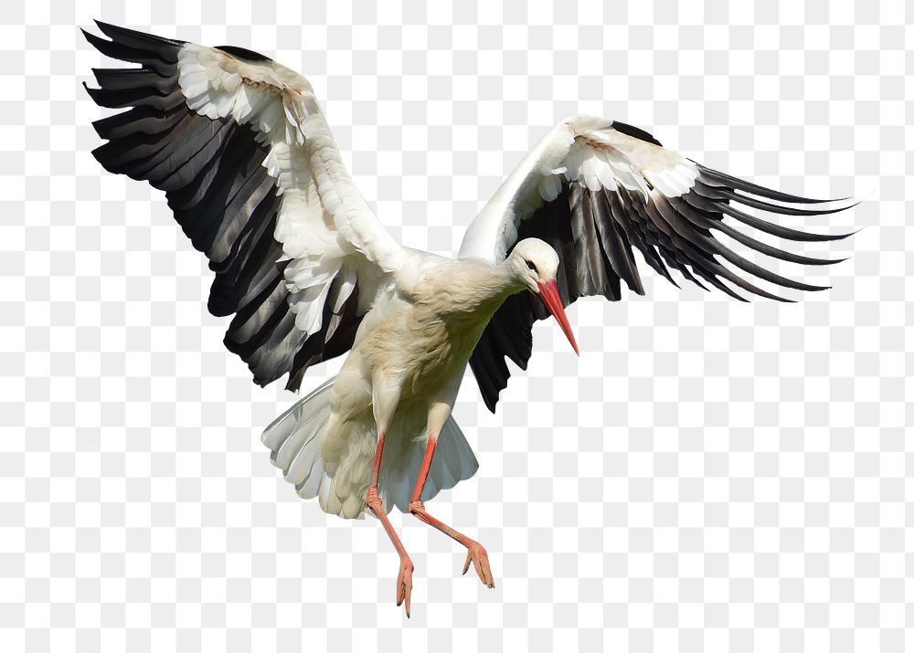 Flying stork bird png, transparent background