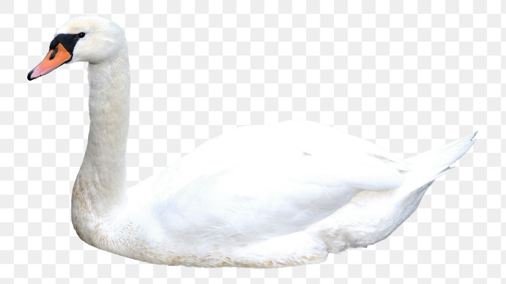 White swan png, transparent background