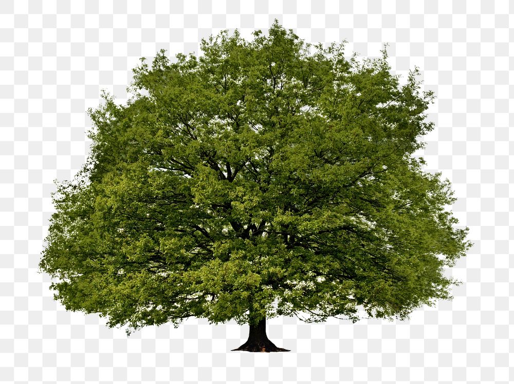 Big tree png sticker, transparent background