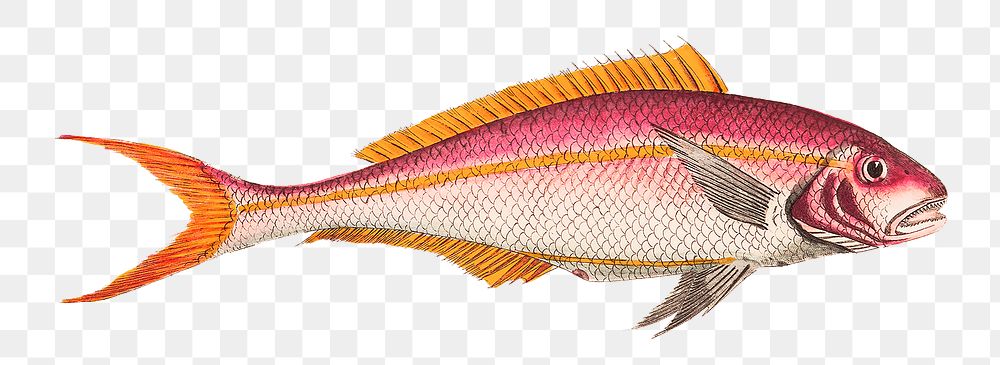 Red sparus png fish sticker, transparent background