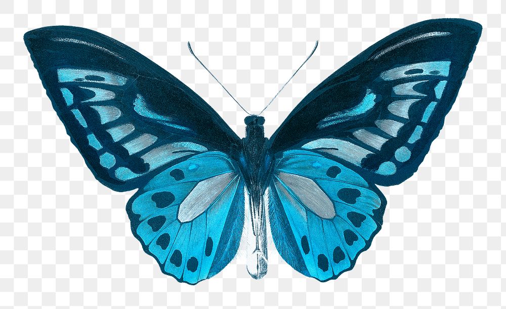 Blue butterfly png sticker, transparent background