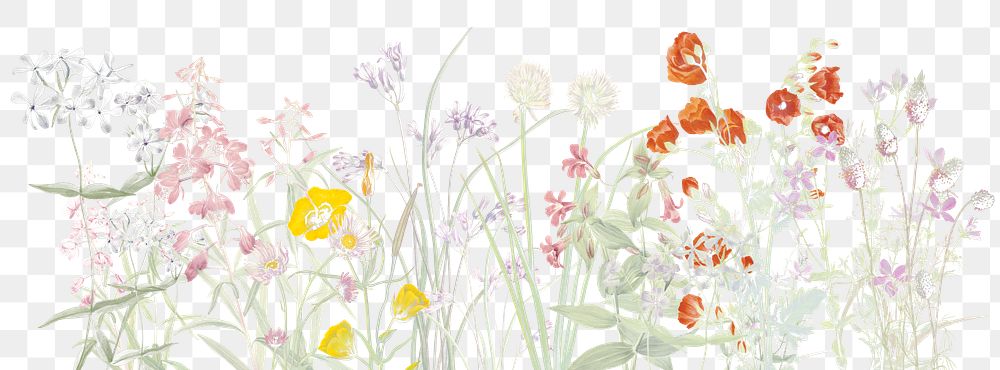 Spring flower png vintage botanical sticker, transparent background