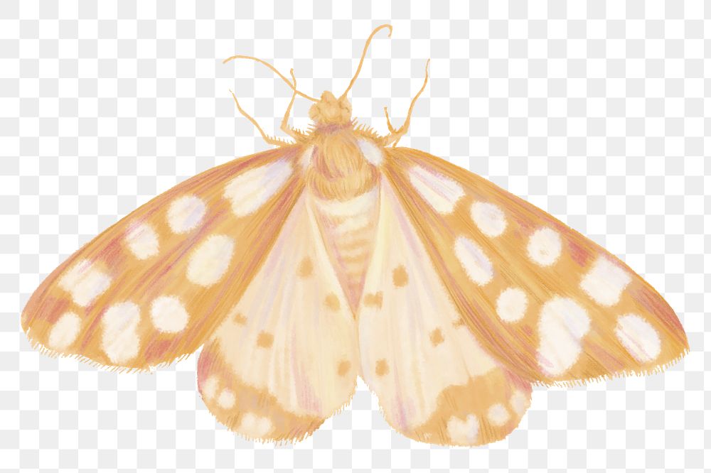 Gold moth png sticker, aesthetic illustration on transparent background