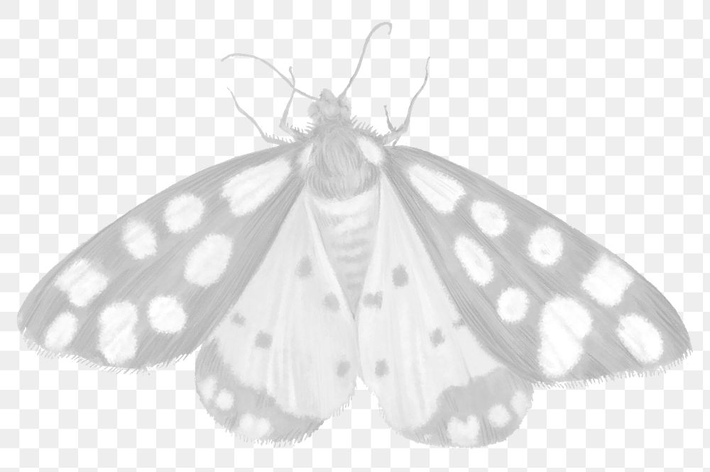 Faded moth png sticker, aesthetic illustration on transparent background