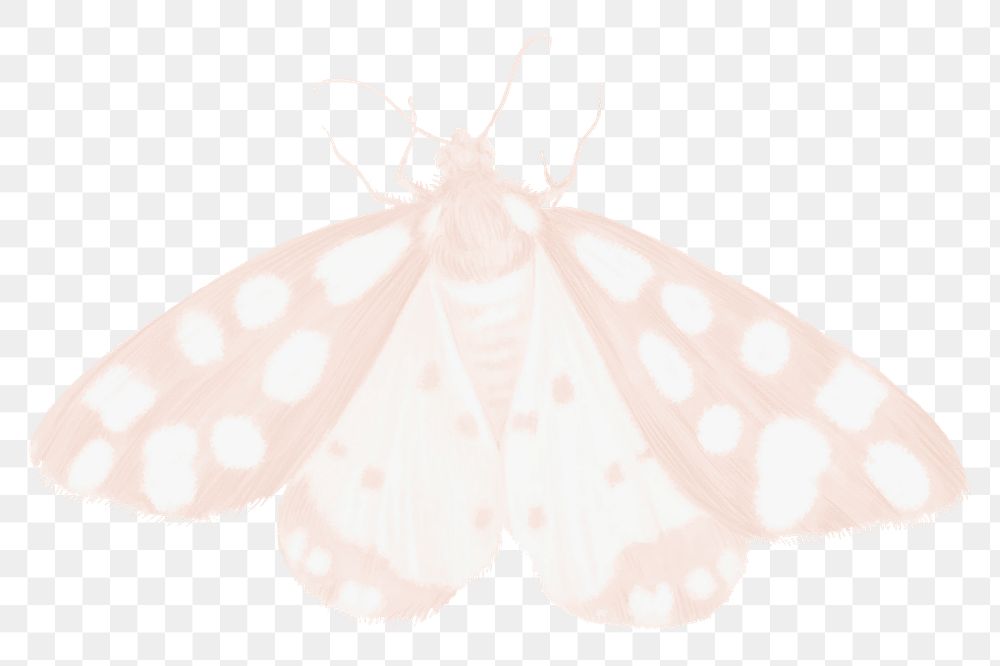 Pastel moth png sticker, aesthetic illustration on transparent background