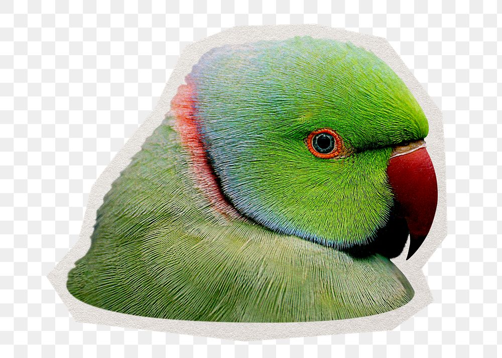 Png rose-ringed parakeet bird sticker, paper cut on transparent background