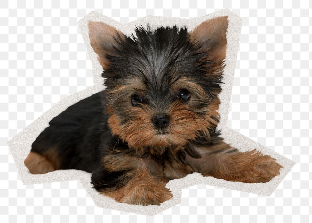 Yorkshire Terrier png puppy sticker, pet paper cut on transparent background
