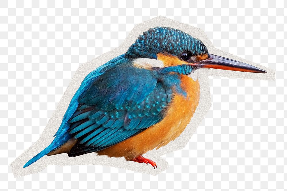 Common kingfisher png sticker, paper cut on transparent background