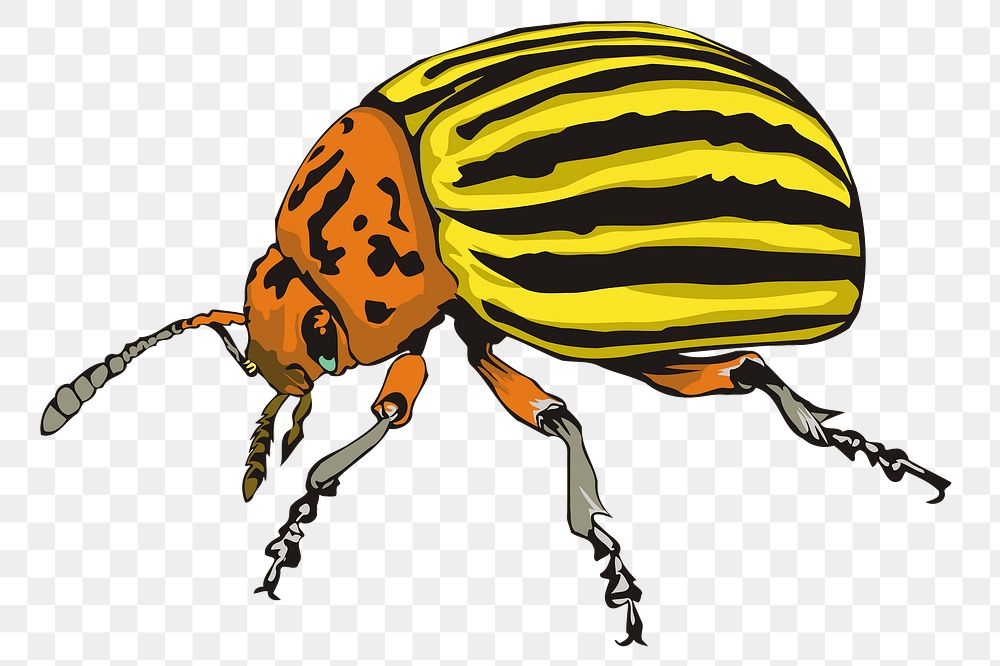 Insect png illustration, transparent background. Free public domain CC0 image.