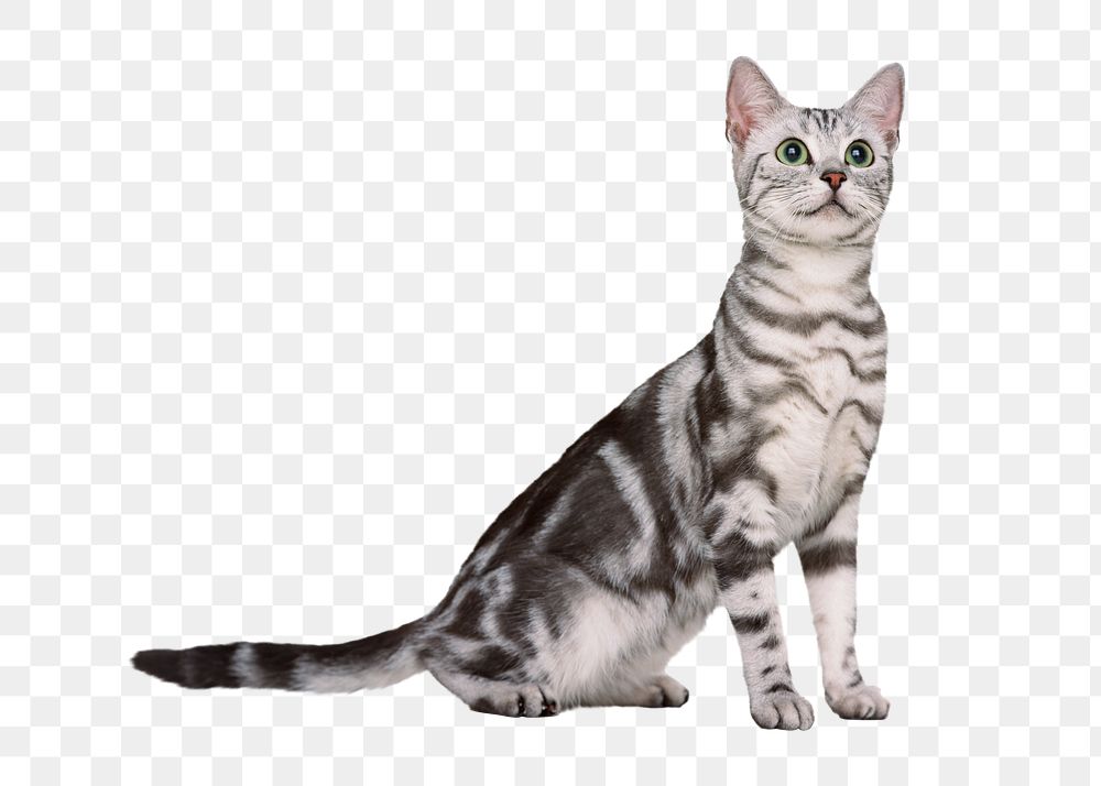 British shorthair cat png animal, transparent background