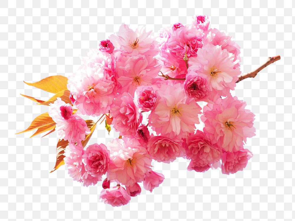 Cherry blossom png sticker, transparent background