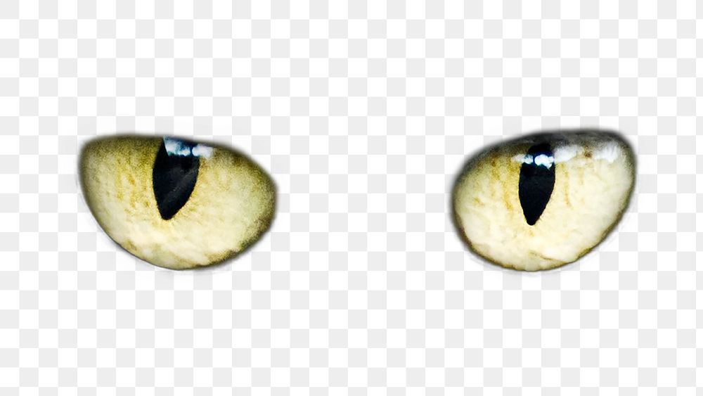 Cat's eyes png sticker, animal transparent background