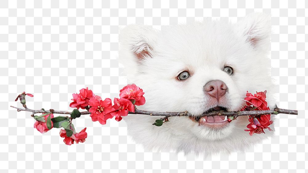 Png cute dog holding flower sticker, animal transparent background