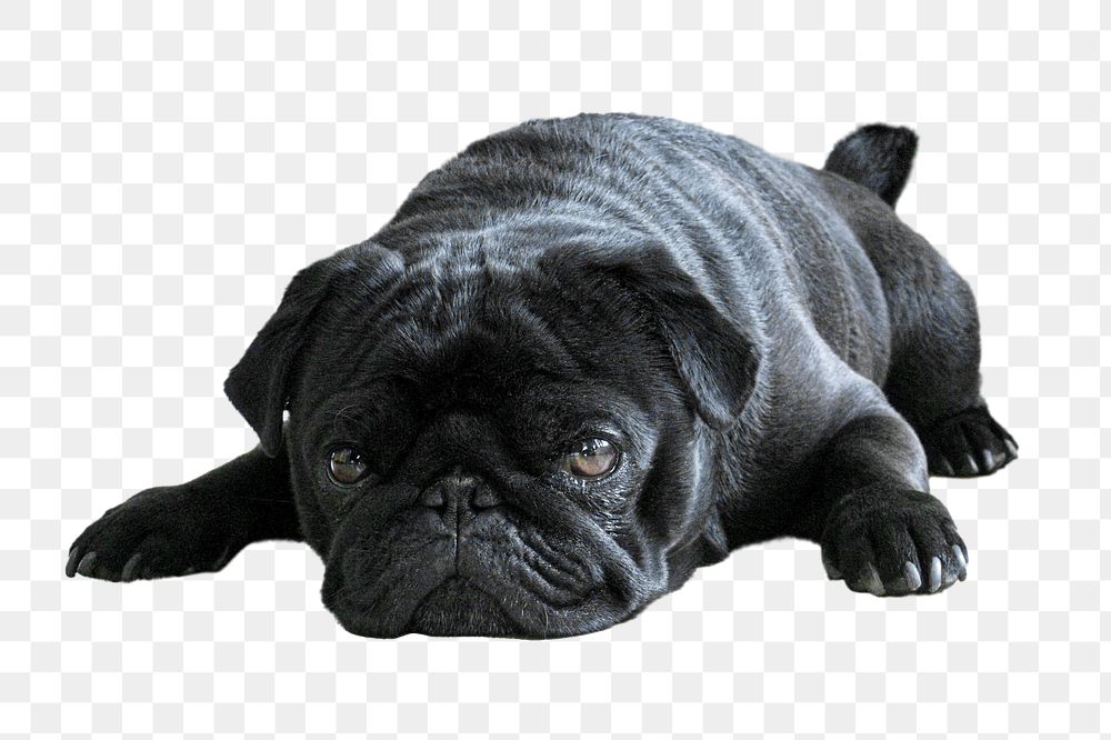 Black pug dog png, transparent background